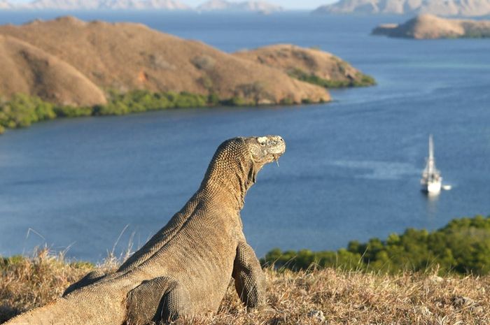 Tiket Wisata Pulau Komodo Bakalan naik ke 14jt, Gimana Tanggapan Agan??