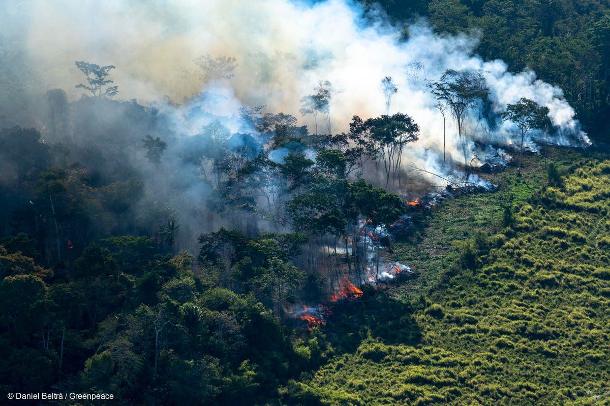 Memprihatinkan! Ini Akibat Dari Kebakaran Hutan Amazon