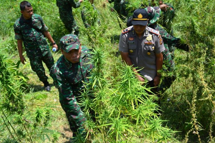 Intel TNI Temukan 20 Hektar Ladang Ganja di Aceh