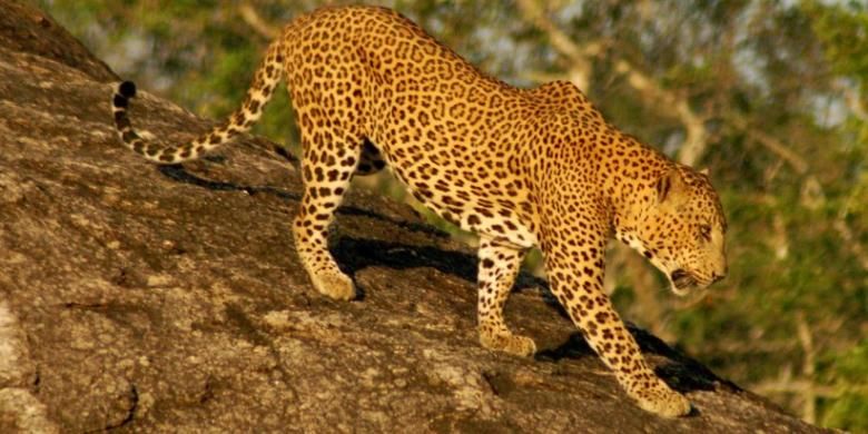 bocah-3-tahun-di-uganda-tewas-diterkam-macan-tutul