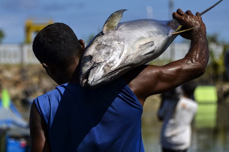 Ikan Tuna Indonesia Kini MENGUASAI Dunia !!!!