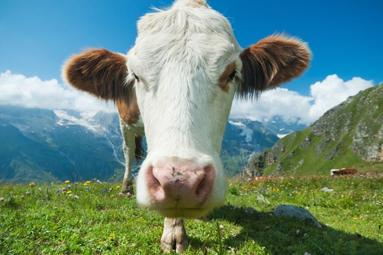 muncul-tren-tantangan-mencium-sapi-pemerintah-austria-beri-peringatan