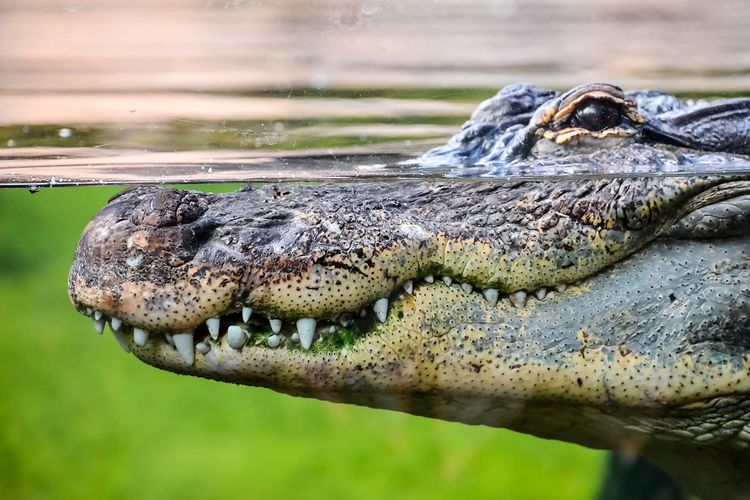 kemaluannya-digigit-buaya-nelayan-asal-zimbabwe-tewas