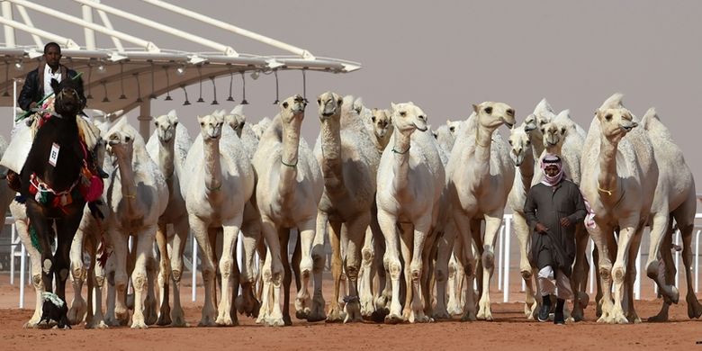terbukti-suntikkan-botoks-ke-unta-warga-saudi-didenda-rp-257-juta