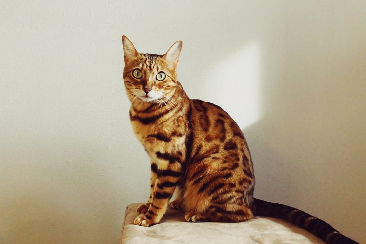 Cara Merawat Kucing Bengal Agar Hidup Lebih Lama &#91;Kompetisi KGPT&#93;