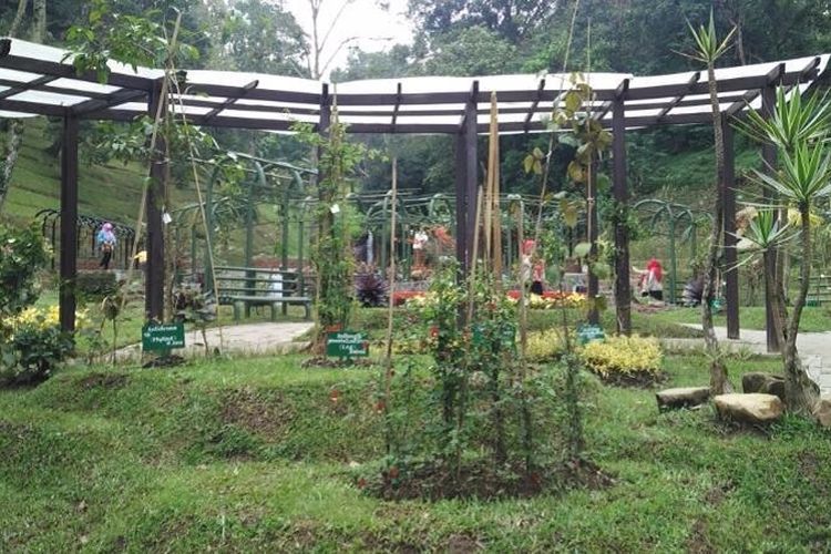 The Bogor Botanical Garden! Salah Satu Kebun Raya Tertua di Asia Tenggara!
