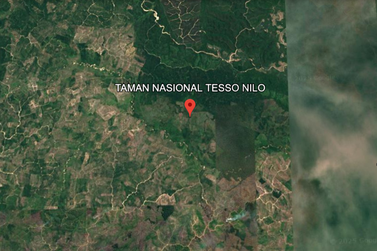 Tesso Nilo: Hutan Paru-Paru Sumatera Habitat Gajah Kian Terancam Akibat Deforestasi