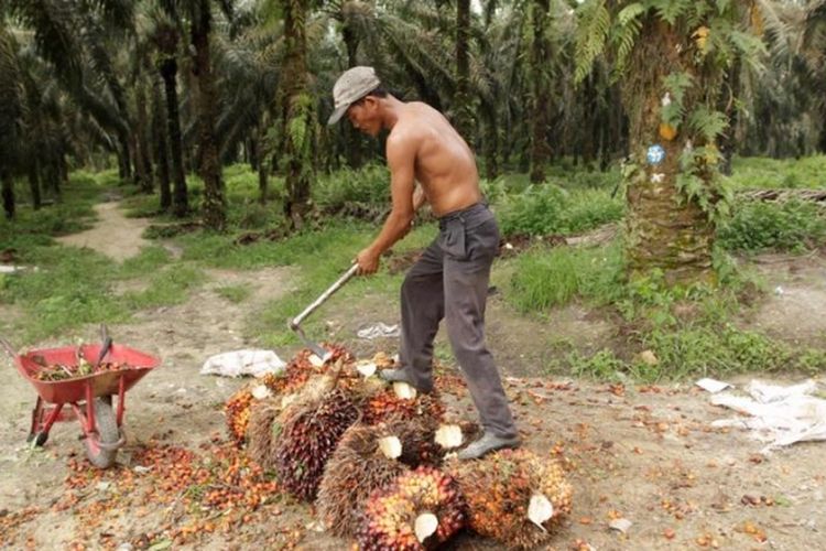 Imbauan Dianggap Menyesatkan, WHO Diprotes Negara-negara Produsen Minyak