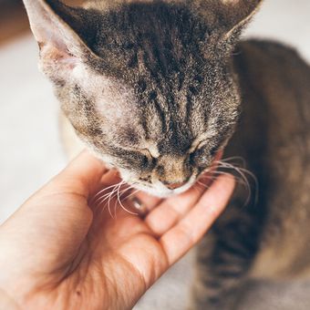 Hati-hati, Simak 3 Hal Ini Sebelum Membelai Kucing
