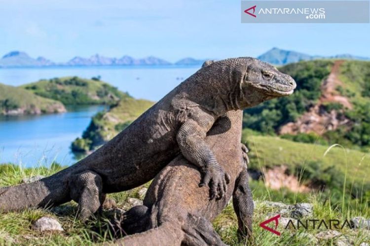 Hiruk Pikuk Pulau Komodo Menurut Ane