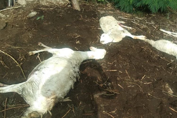 Belasan Kambing di Gunungkidul Mati Kehabisan Darah 