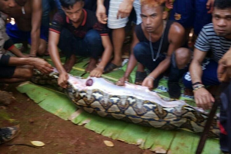 Pagi Mencekam Siriati Tewas Ditelan Ular Piton 8 Meter di Luwu