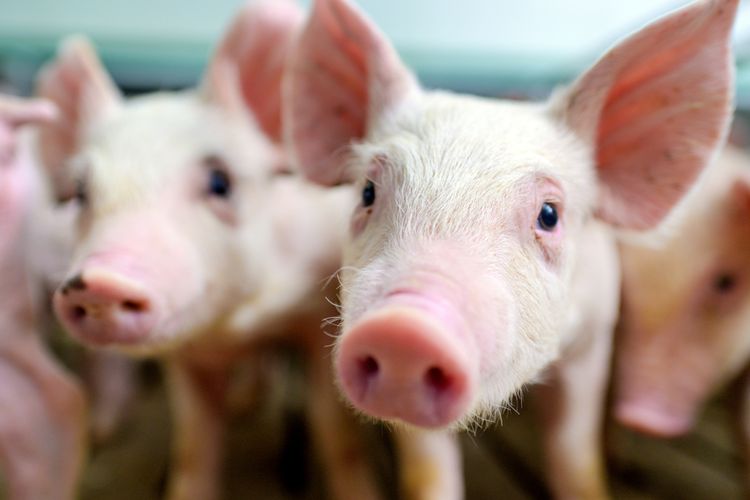 Singapura Hentikan Sementara Impor Babi dari Indonesia, Ini Sebabnya