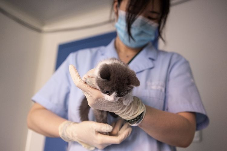 perusahaan-china-klaim-berhasil-kloning-seekor-kucing-untuk-pertama-kali