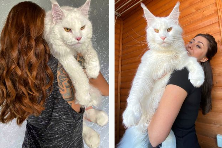 kucing-atau-anjing-saking-besarnya-hewan-peliharaan-ini-sering-buat-orang-bingung