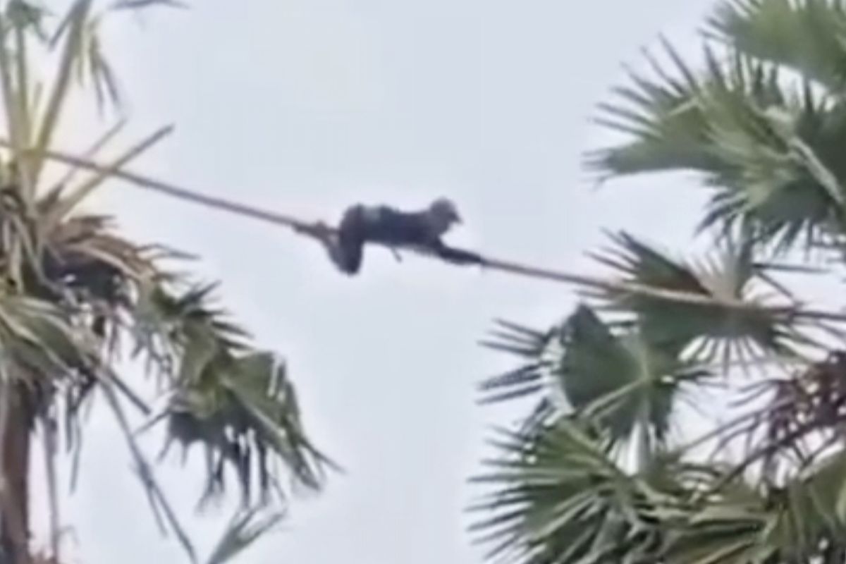 Perjuangan Syamsul Bertaruh Nyawa di Puncak Pohon Lontar demi Rp 7.500