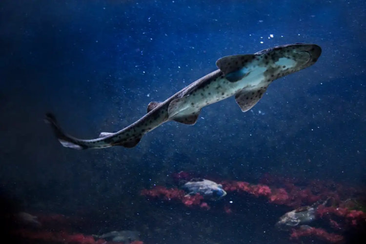 turis-as-yang-hilang-saat-menyelam-di-maluku-ditemukan-di-perut-ikan-hiu