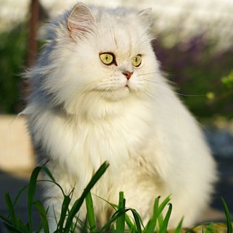 6 Tips Memilih Ras Kucing Peliharaan yang Sesuai dengan Kepribadian