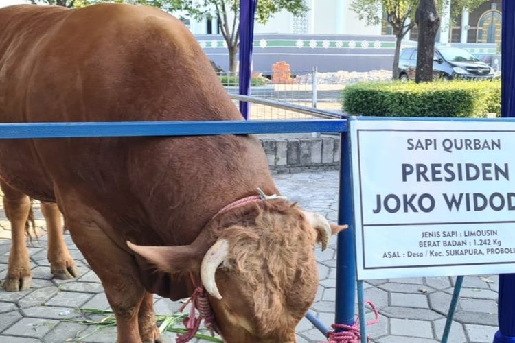 Idul Adha. Disini Kurban Sapi, Kalau Di India Bisa Dihukum Mati