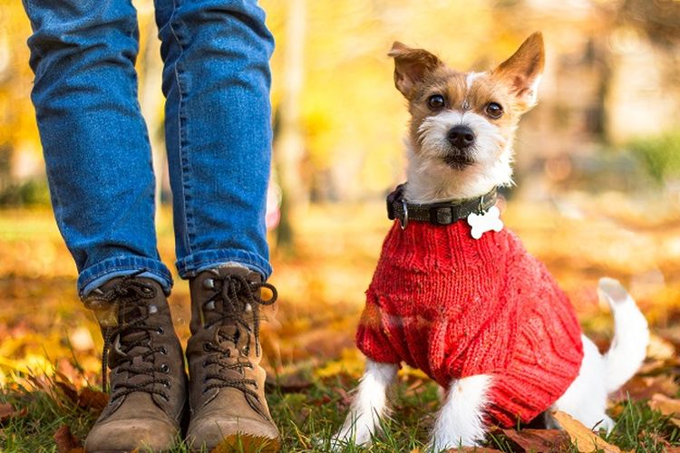 Negara-negara yang Paling Peduli pada Satwa