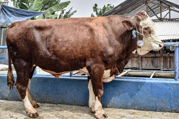 Kronologi Pria di Gunungkidul Meninggal Usai Ditendang Sapi yang Dibeli, 