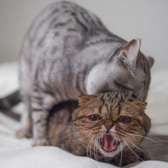 5 Hal yang Dapat Menyebabkan Kucing Sering Menghilang