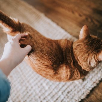 Hati-hati, Simak 3 Hal Ini Sebelum Membelai Kucing