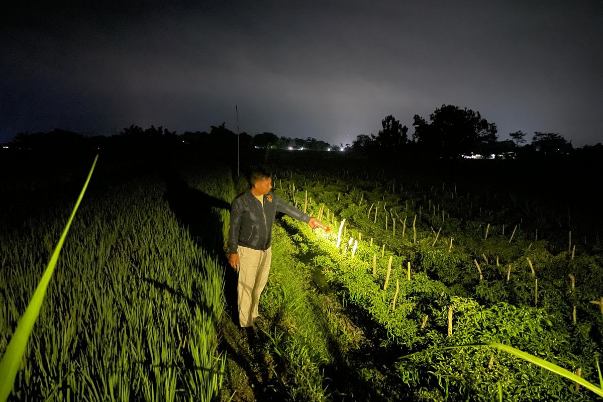 aksi-pencuri-cabai-di-sawah-blora-diteriaki-maling-kabur-tinggalkan-motor-lalu