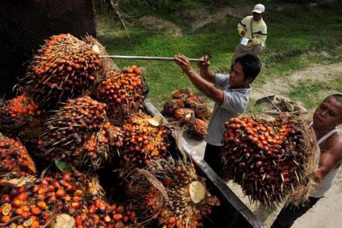Kemenangan Indonesia di WTO: Uni Eropa Terbukti Diskriminasi Produk Sawit