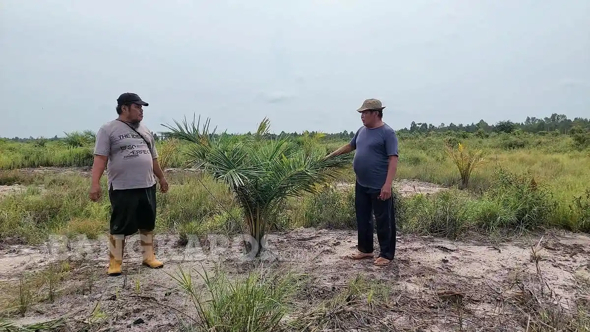 sawah-serdang-dicetak-tni-ditanami-sawit-ada-plang-bertulis-milik-kejaksaan-negeri