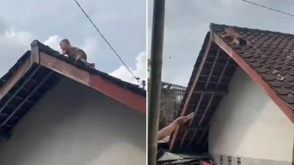 2 Balita di Lombok Bikin Geger: Naik Atap Rumah, Hilang di Selokan