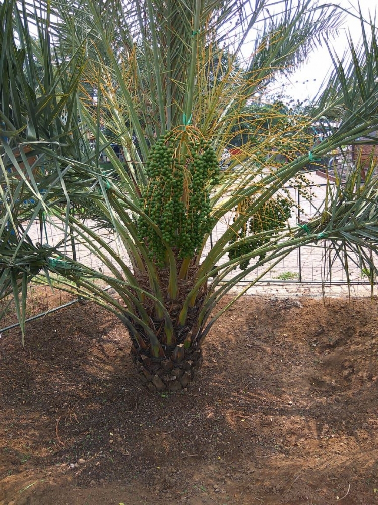 Mau Bertanam Kurma ? Di Indonesia Juga Bisa! Berikut Tips Bertanam Kurma Di Indonesia