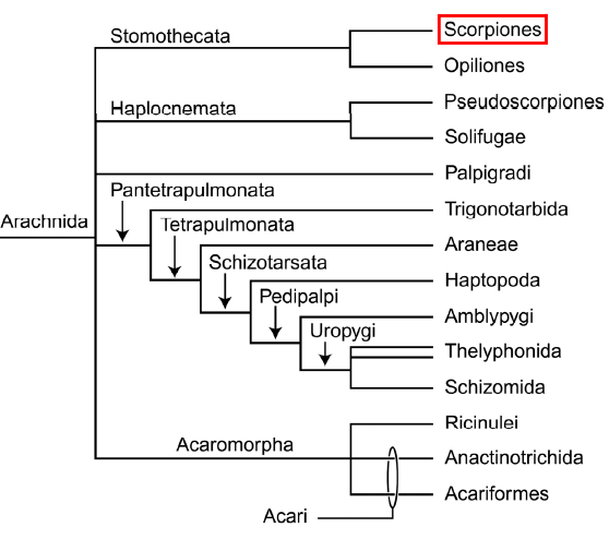 Spesies Kalajengking dan Racunnya