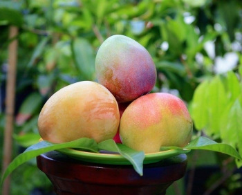 MANGGA AGRIMANIA,MANGGA TERMAHAL DI INDONESIA DARI INDRAMAYU