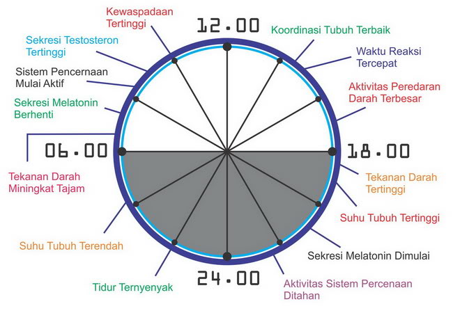Mengetahui Jam Biologis Tubuh Manusia