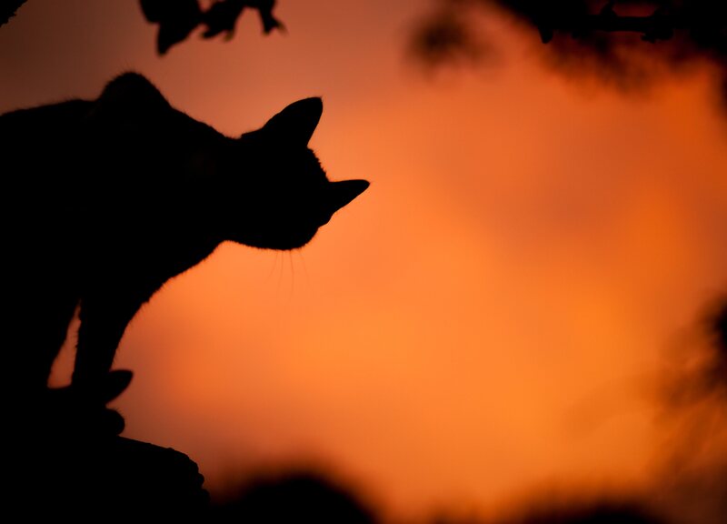 Cekidot gansis, Para kucing badass dari seluruh dunia, dan cerita luar biasa mereka.