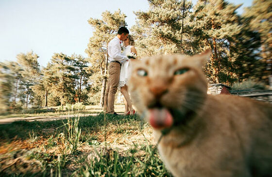 10 Photobomb yang Bikin Emosi Meledak Akibat Ulah Kucing