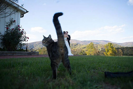 10 Photobomb yang Bikin Emosi Meledak Akibat Ulah Kucing