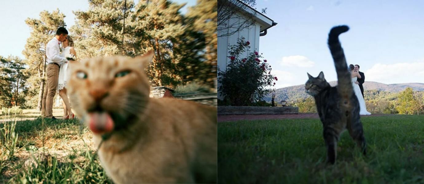 10 Photobomb yang Bikin Emosi Meledak Akibat Ulah Kucing