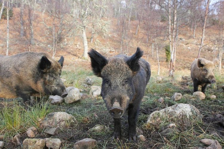 babi-revenge-tiga-pejuang-isis-diserang-sampai-mati-oleh-babi-hutan-di-irak