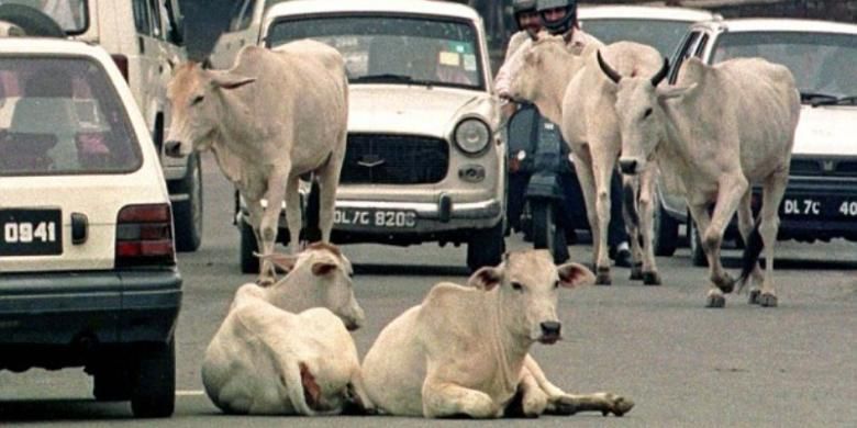 Gara-gara Angkut Sapi, Dua Orang Tewas Dianiaya Massa di India