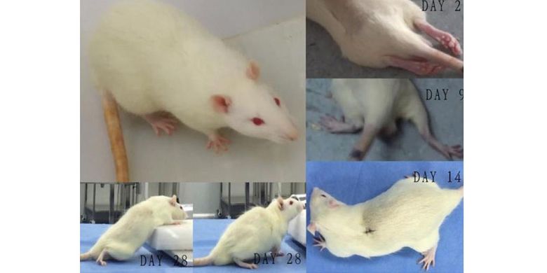 Eksperimen Berhasil, Akankah Transplantasi Kepala Jadi Kenyataan?