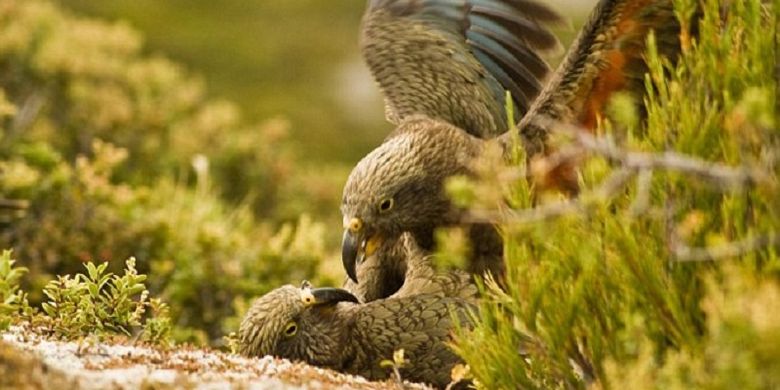 Beo Kea, Inilah Satu-satunya Burung yang Bisa Menularkan Kebahagiaan