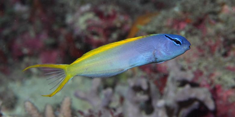 Bak Ular, Ikan Hias dari Indonesia Ini Mampu Suntikkan Bisa