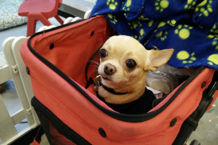 boleh-pelihara-anjing-di-kota-bekasi-tapi-ada-syaratnya