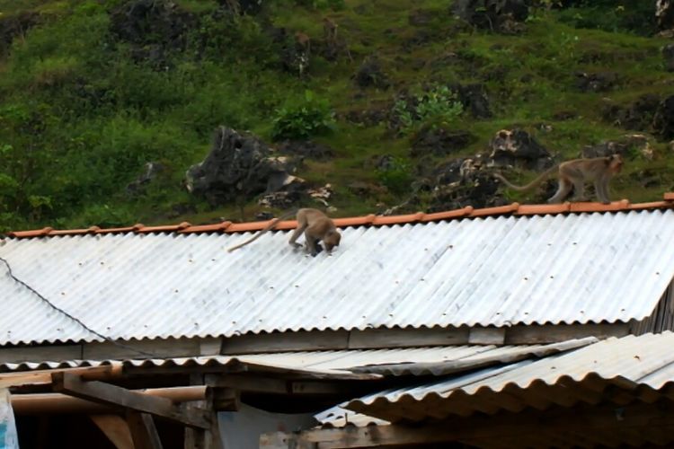 Kera Ekor Panjang Serang Permukiman Warga di Gunung Kidul