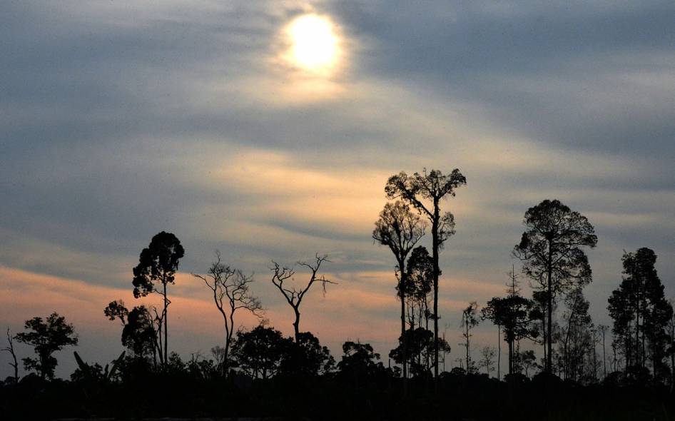 FOTO: Inilah Wajah Hutan Kalimantan yang Sesungguhnya (Miris Gan)