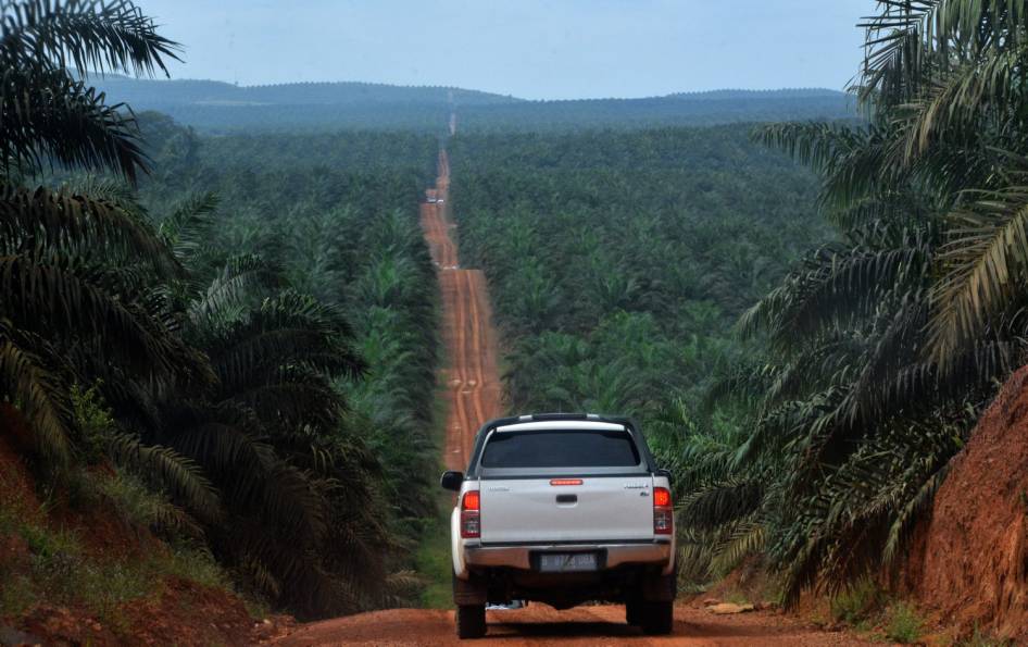 FOTO: Inilah Wajah Hutan Kalimantan yang Sesungguhnya (Miris Gan)