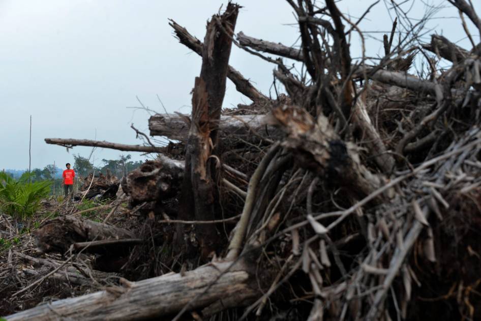 FOTO: Inilah Wajah Hutan Kalimantan yang Sesungguhnya (Miris Gan)