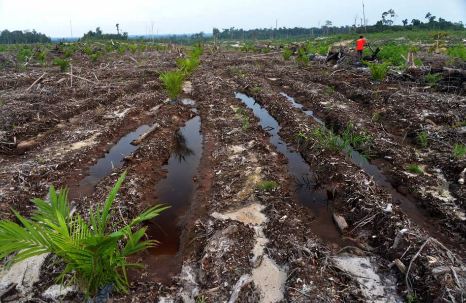 FOTO: Inilah Wajah Hutan Kalimantan yang Sesungguhnya (Miris Gan)